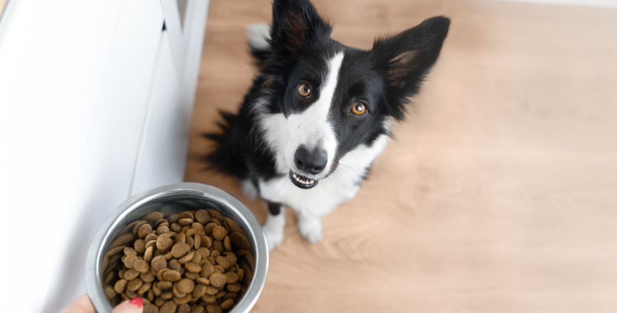 clanek 11 - pes střeva 2